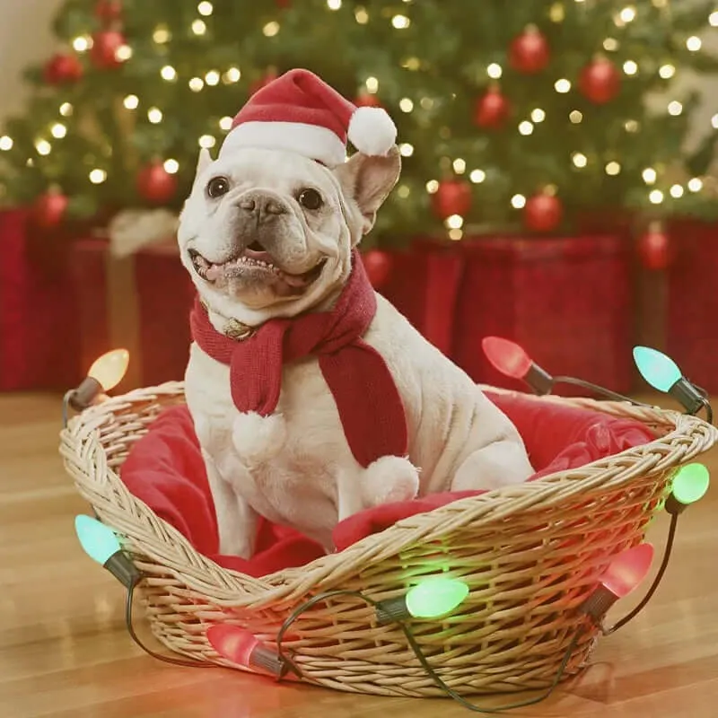 Christmas Dog Santa Hat
