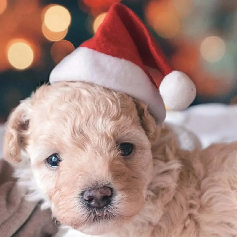 Christmas Dog Santa Hat