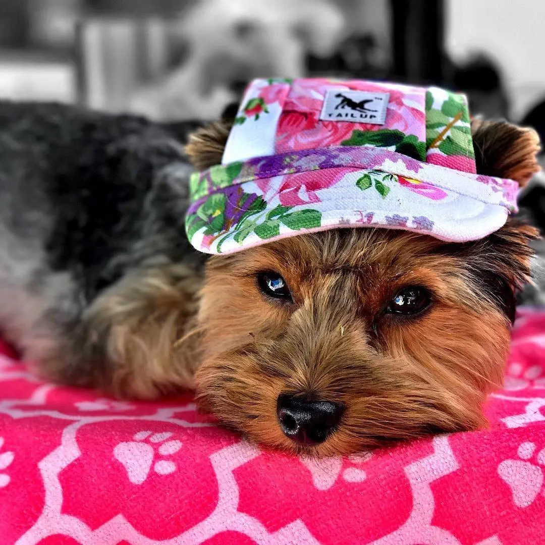 Custom Made Machiko Dog Hats... ADORABLE!