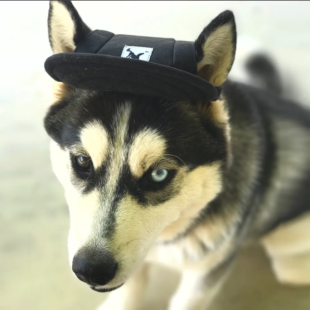 Custom Made Machiko Dog Hats... ADORABLE!