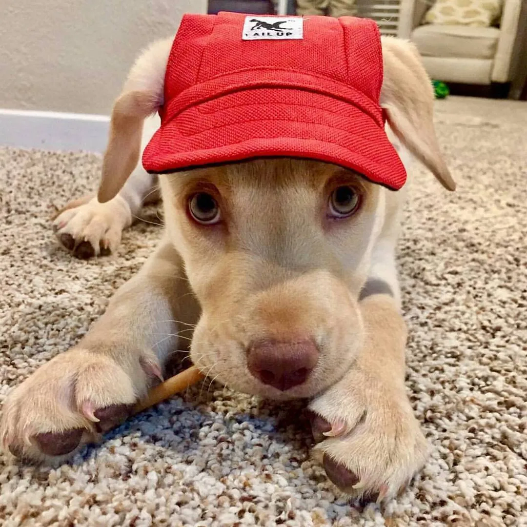 Custom Made Machiko Dog Hats... ADORABLE!