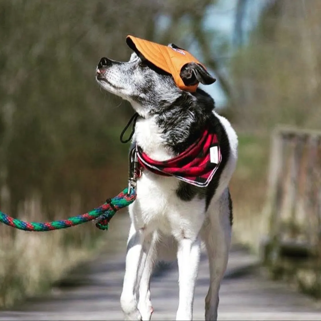 Custom Made Machiko Dog Hats... ADORABLE!