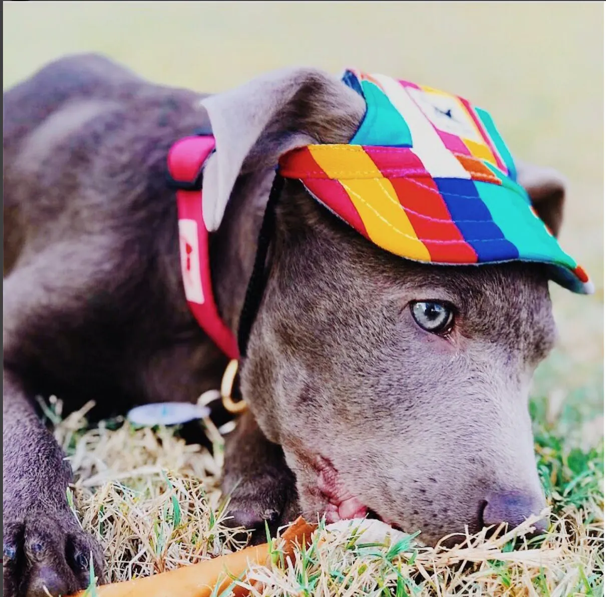 Custom Made Machiko Dog Hats... ADORABLE!