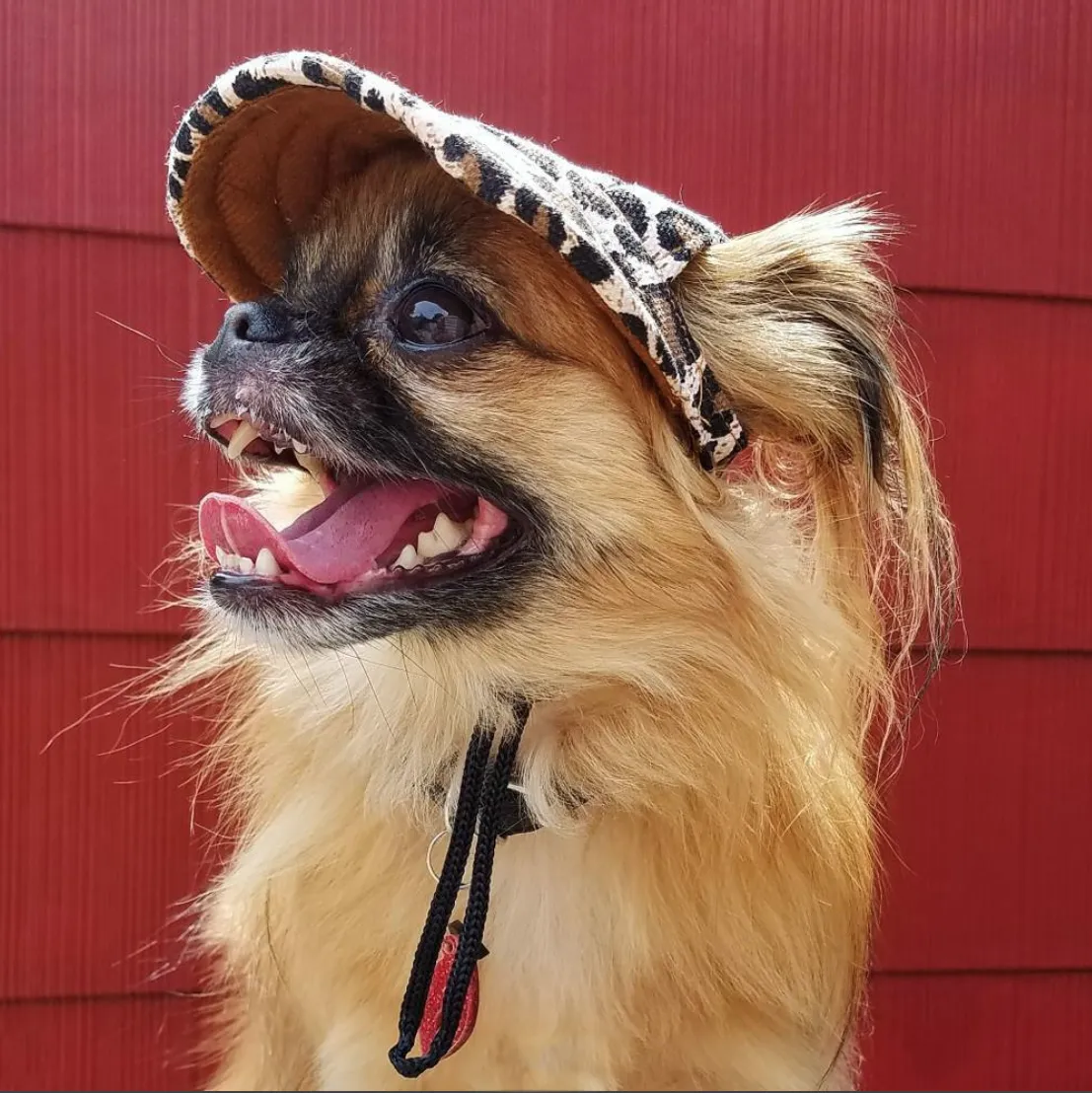 Custom Made Machiko Dog Hats... ADORABLE!