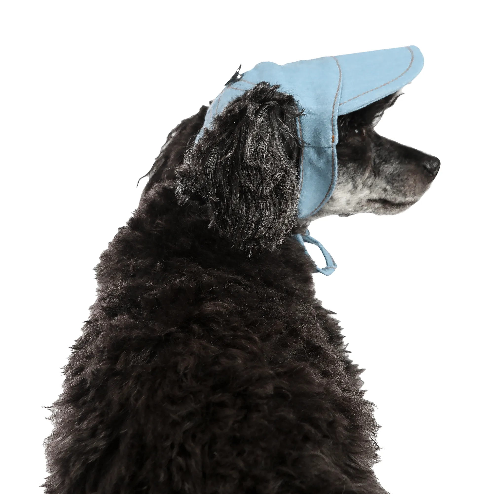 Denim Dog Hat | Cap