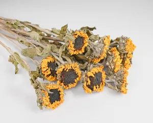 Dried Sunflowers Bunch - Medium