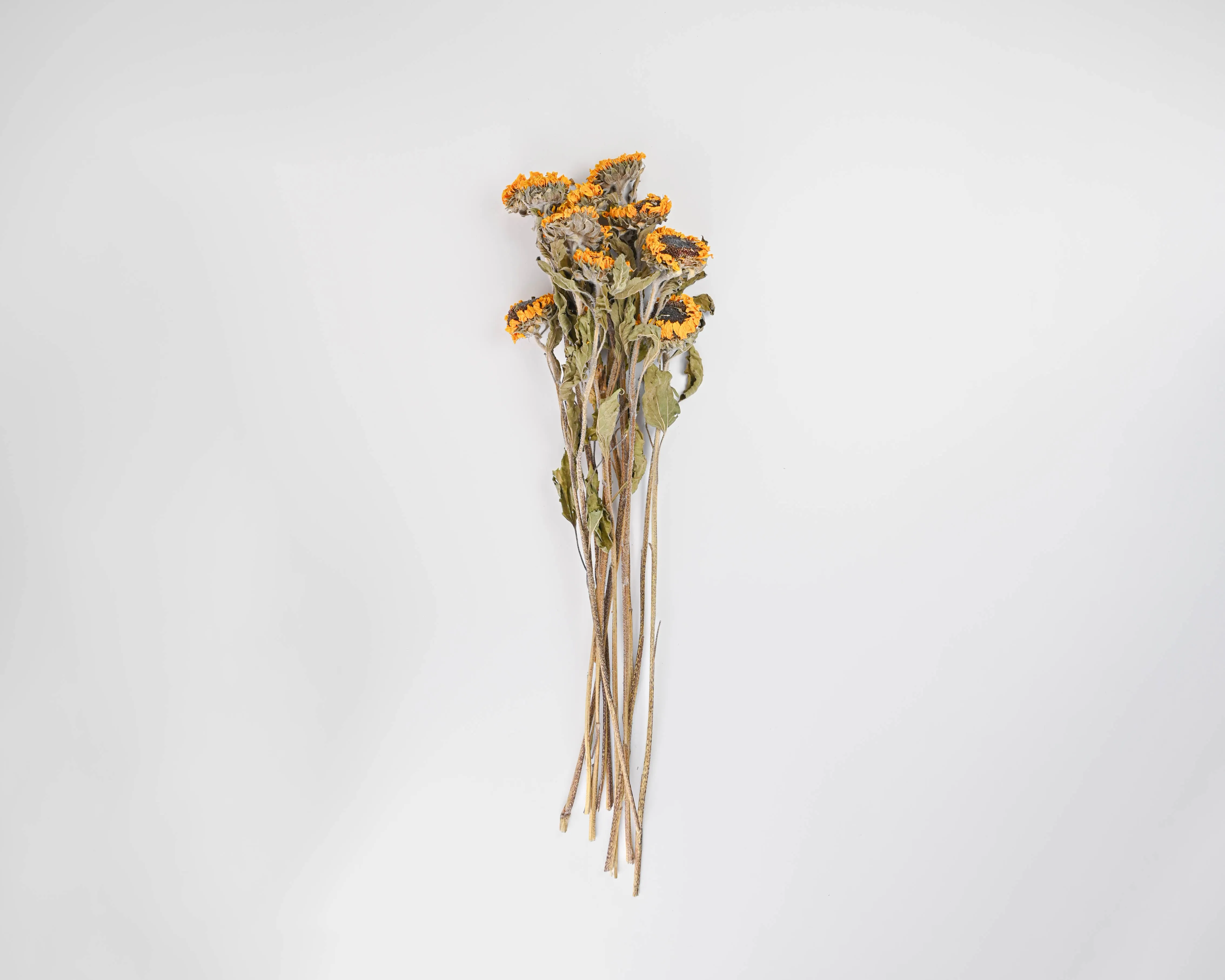 Dried Sunflowers Bunch - Medium