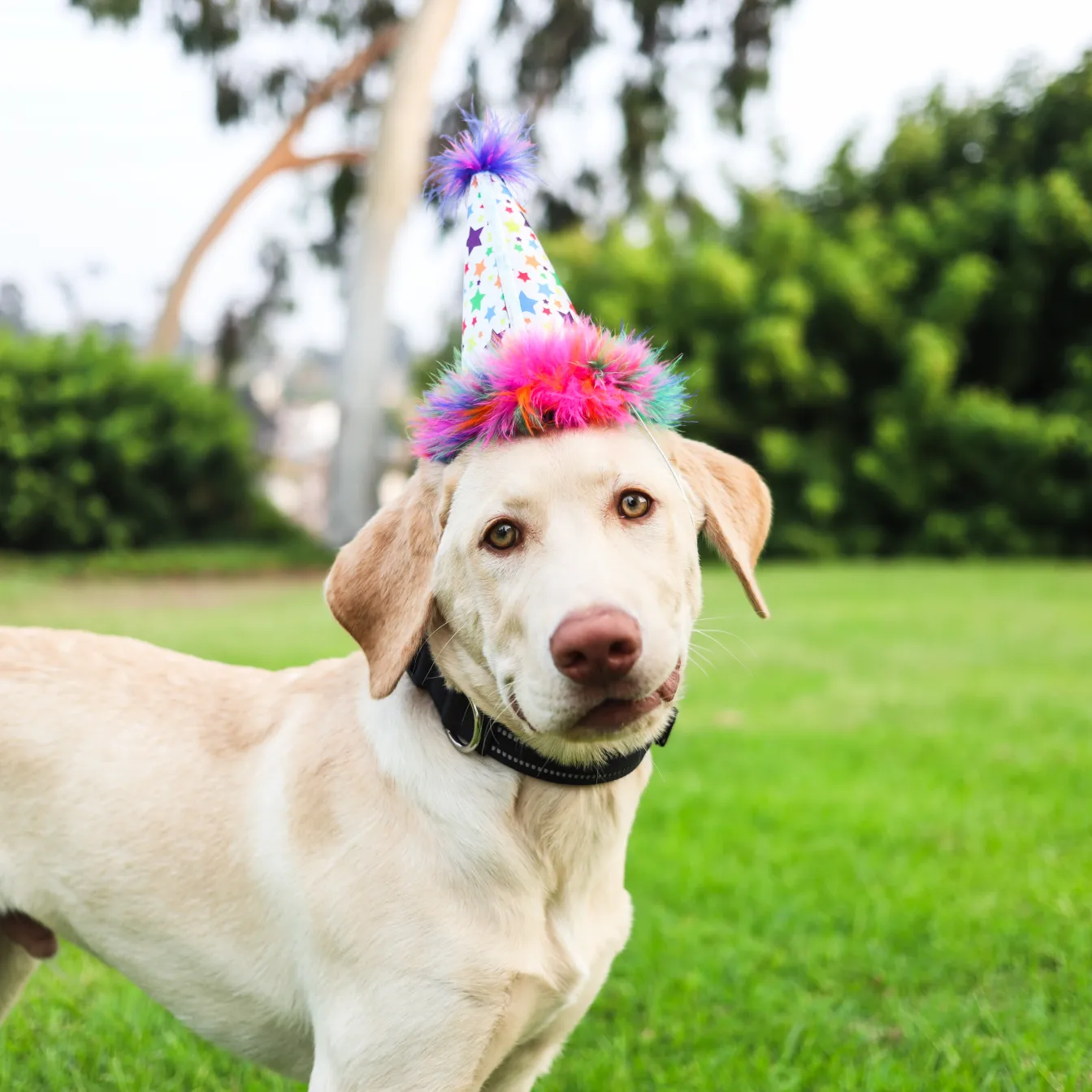 Party Hats with SnugFit®